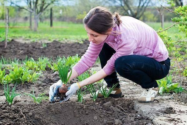 After that, you can plant strawberries in the fall and you can’t