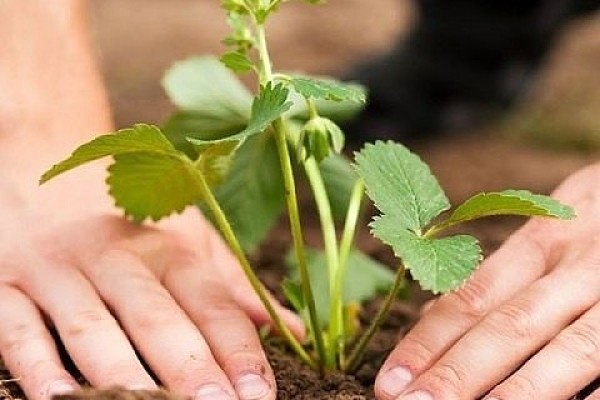 After that, you can plant strawberries in the fall and you can’t