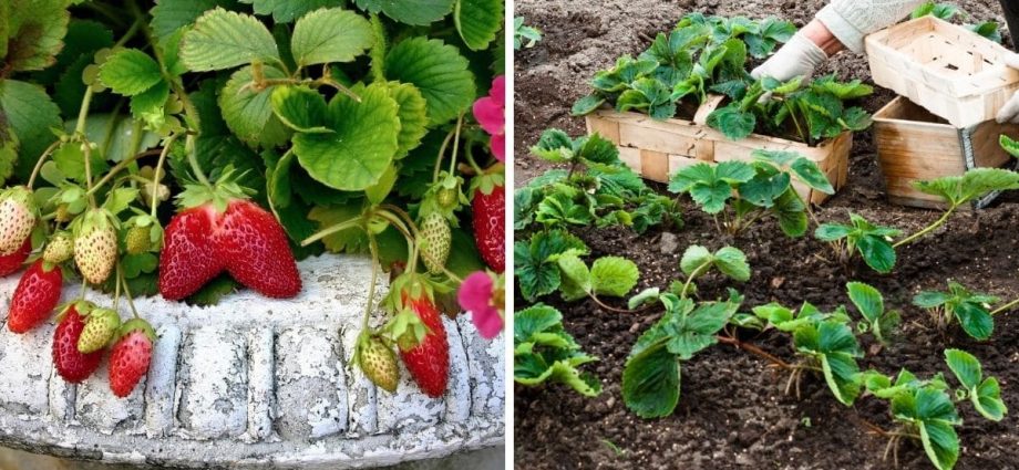 After that, you can plant strawberries in the fall and you can’t