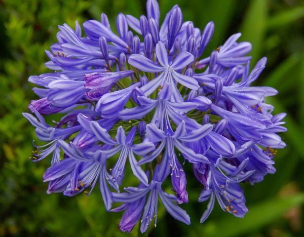 Agapanthus: planting and care in the open field