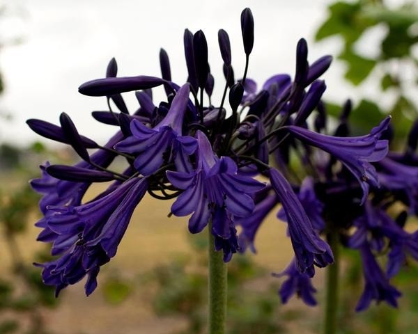 Agapanthus: planting and care in the open field