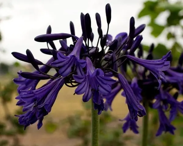 Agapanthus: planting and care in the open field