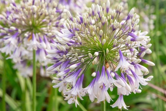 Agapanthus: planting and care in the open field