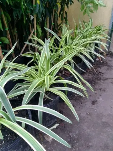 Agapanthus: planting and care in the open field