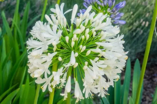 Agapanthus: planting and care in the open field