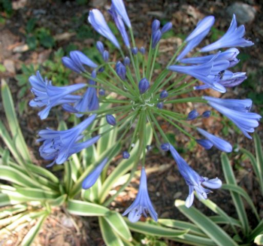 Agapanthus: planting and care in the open field