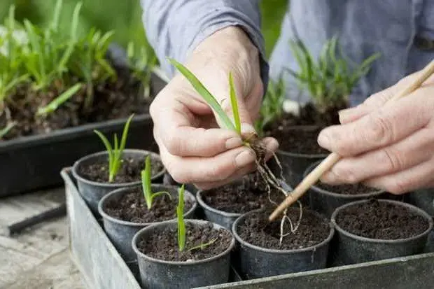 Agapanthus: planting and care in the open field