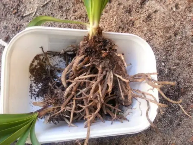 Agapanthus: planting and care in the open field