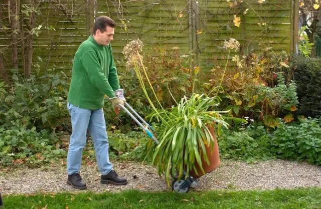 Agapanthus: planting and care in the open field