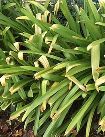 Agapanthus: planting and care in the open field