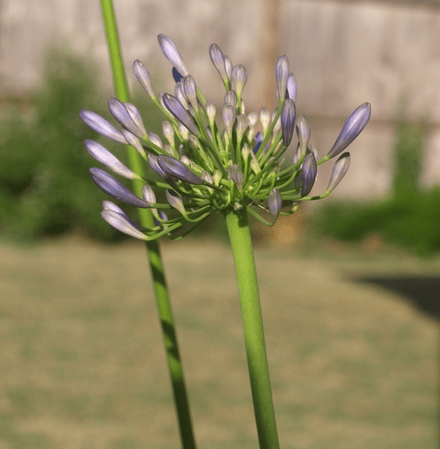 Agapanthus: planting and care in the open field