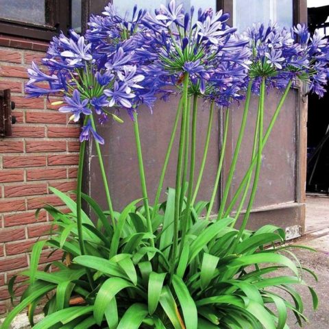 Agapanthus: planting and care in the open field