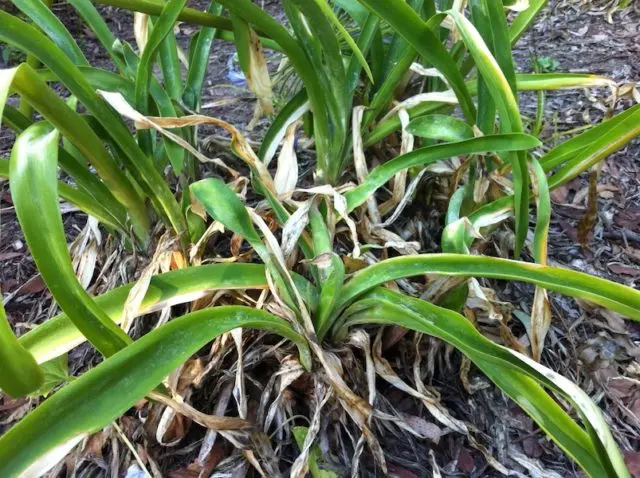 Agapanthus: planting and care in the open field