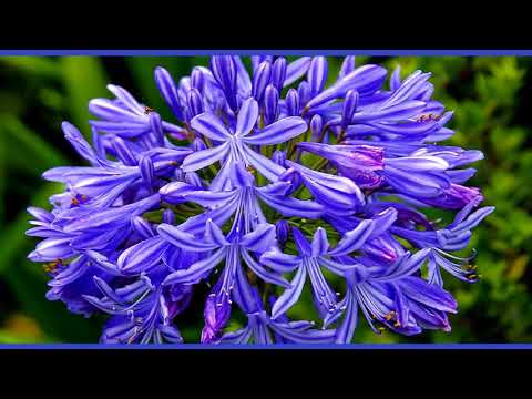 Agapanthus: planting and care in the open field