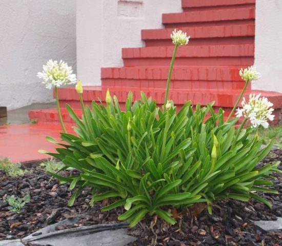 Agapanthus: planting and care in the open field