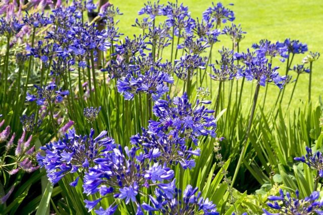 Agapanthus: planting and care in the open field