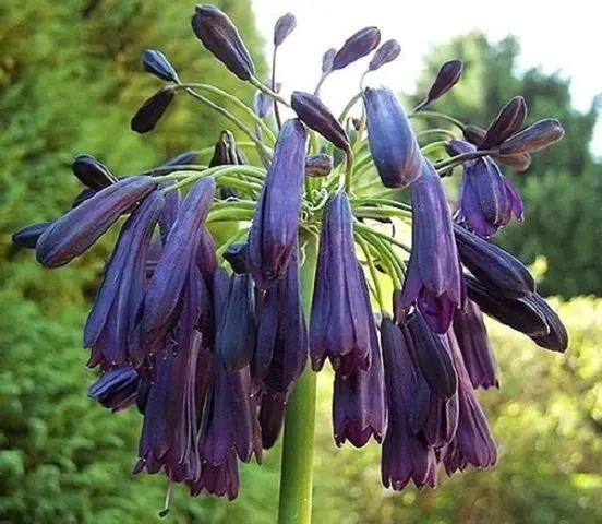 Agapanthus: planting and care in the open field