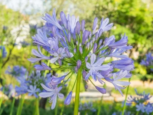 Agapanthus: planting and care in the open field