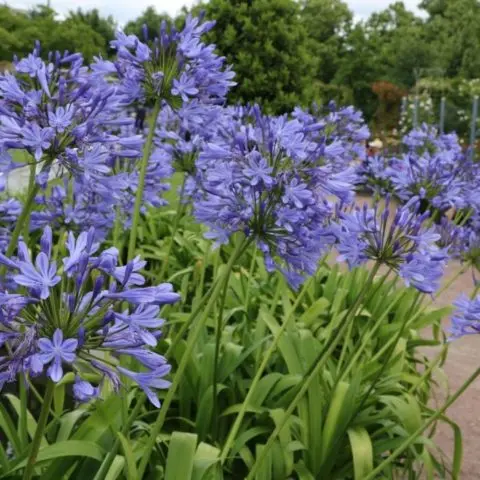 Agapanthus: planting and care in the open field