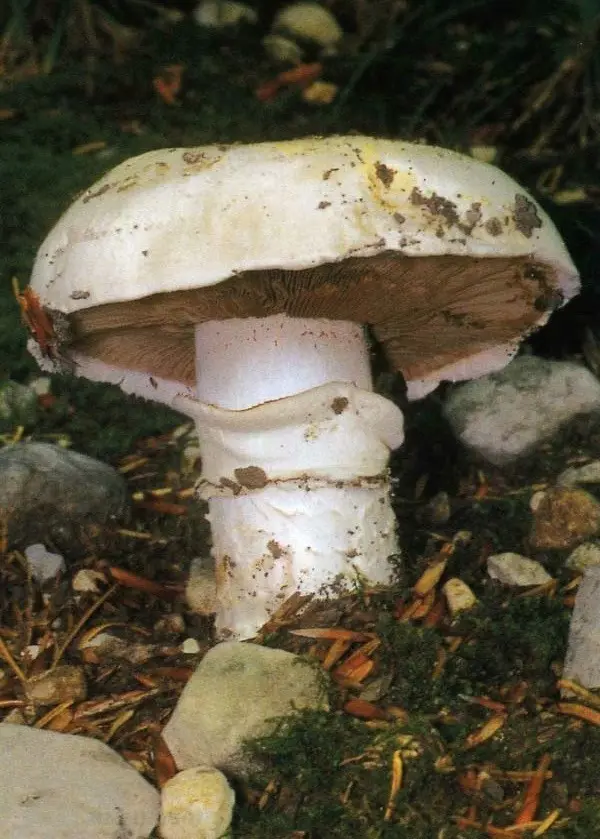 Agaricus bitorquis (Agaricus bitorquis) photo and description