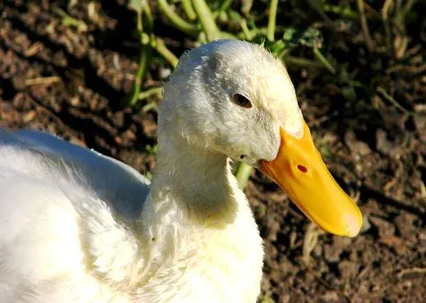 Agidel duck breed: reviews, growing at home