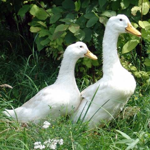 Agidel duck breed: reviews, growing at home