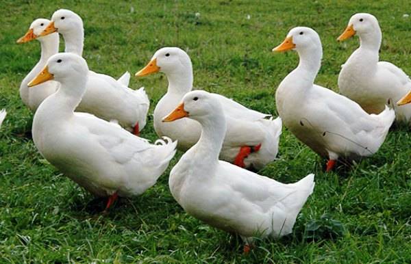 Agidel duck breed: reviews, growing at home