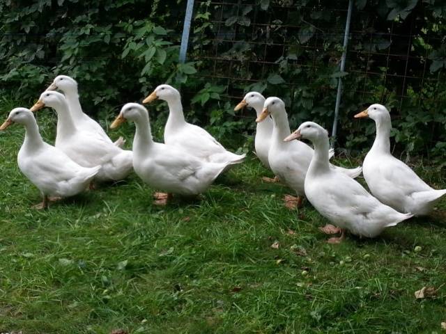 Agidel duck breed: reviews, growing at home