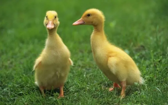 Agidel duck breed: reviews, growing at home