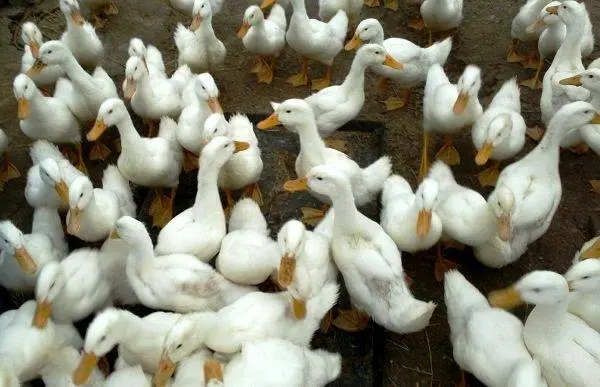 Agidel duck breed: reviews, growing at home