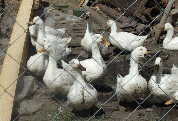 Agidel duck breed: reviews, growing at home