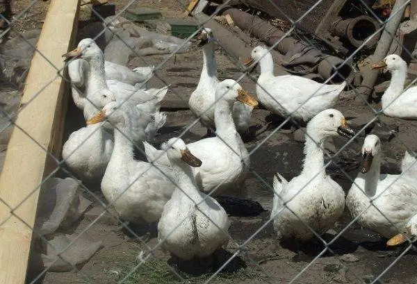 Agidel duck breed: reviews, growing at home