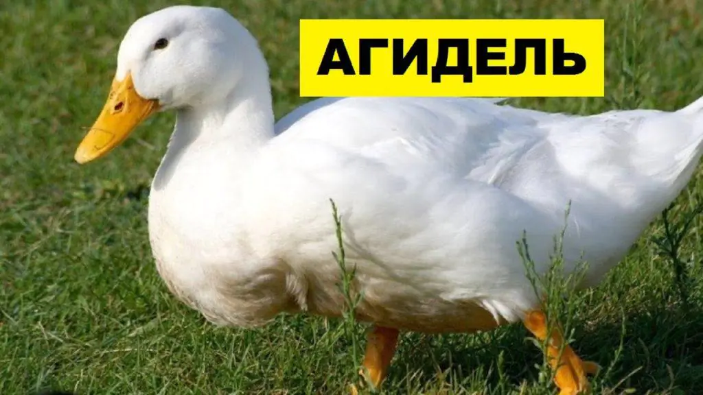 Agidel duck breed: reviews, growing at home