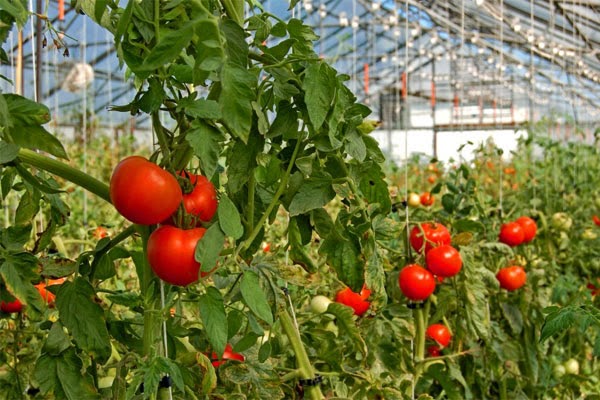 Agricultural technology for growing tomatoes in a greenhouse with a photo