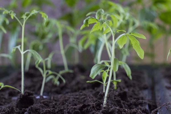 Agricultural technology for growing tomatoes in a greenhouse with a photo