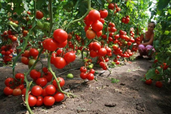 Agricultural technology for growing tomatoes in a greenhouse with a photo