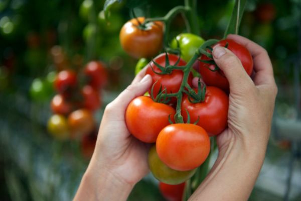 Agricultural technology for growing tomatoes in a greenhouse with a photo