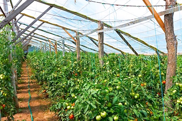 Agricultural technology for growing tomatoes in a greenhouse with a photo