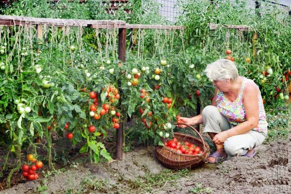 Agricultural technology for growing tomatoes in a greenhouse with a photo