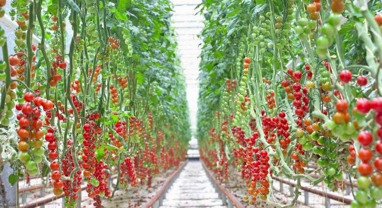 Agricultural technology for growing tomatoes in a greenhouse with a photo