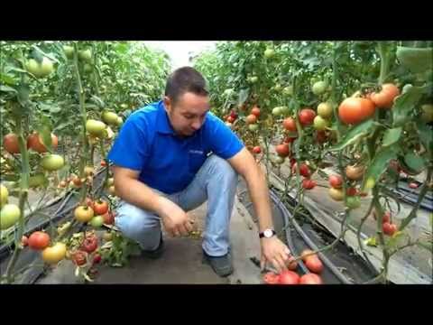 Agricultural technology for growing tomatoes in a greenhouse with a photo