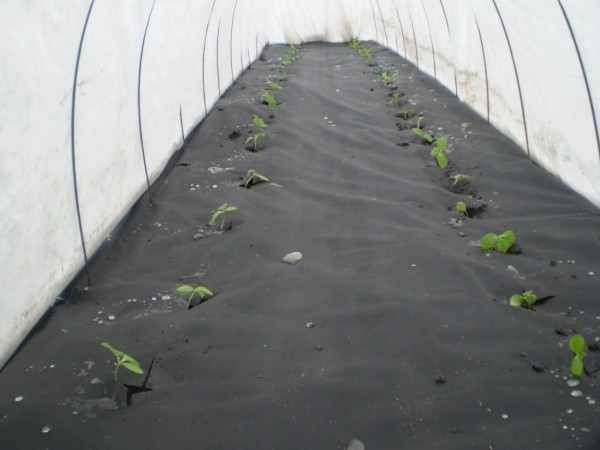 Agrofibre for a greenhouse: how to make a greenhouse out of it