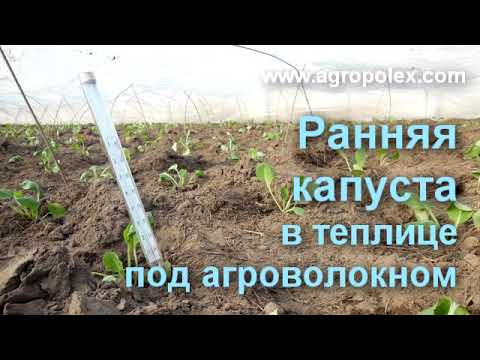 Agrofibre for a greenhouse: how to make a greenhouse out of it