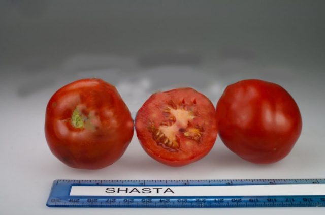 Agrotechnics tomato Shasta F1