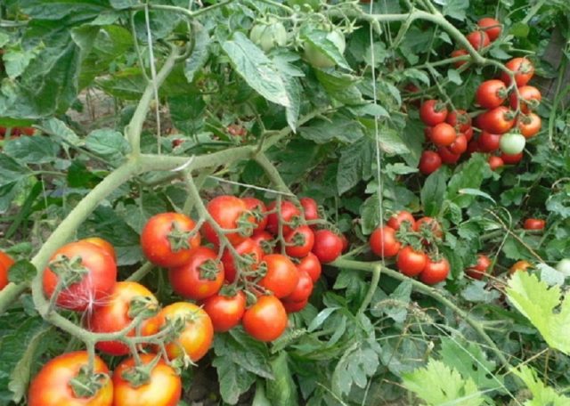 Agrotechnics tomato Shasta F1