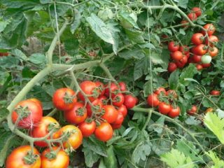 Agrotechnics tomato Shasta F1