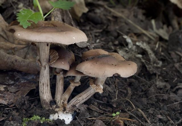 Agrotsibe erebia: photo and description of the fungus