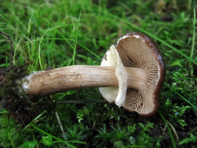 Agrotsibe erebia: photo and description of the fungus