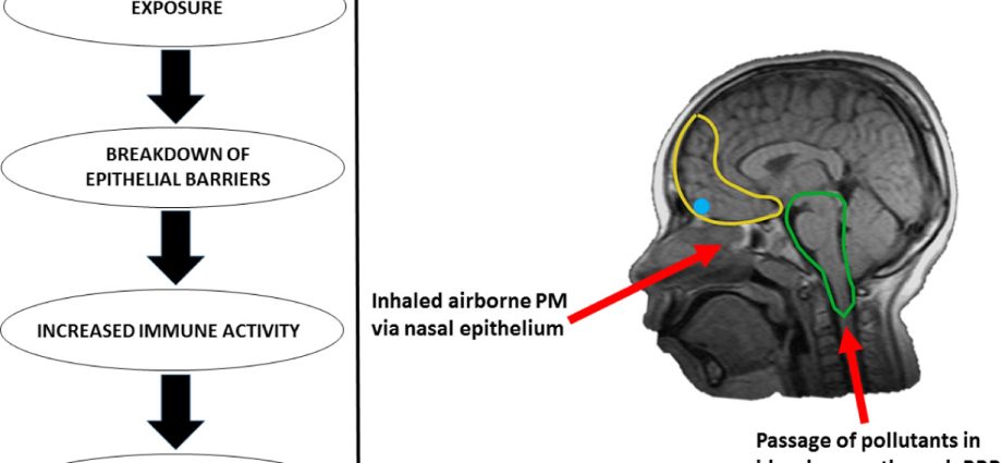 Air pollution contributes to the loss of nervous tissue