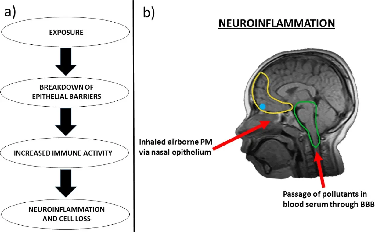 Air pollution contributes to the loss of nervous tissue